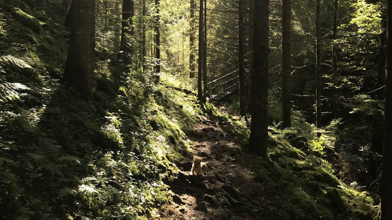 Rötenbachschlucht Rötenbachschlucht